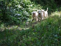 cuccioli di cani custodi del bestiame